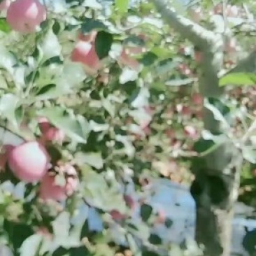 晚熟富士苹果开始大量上市