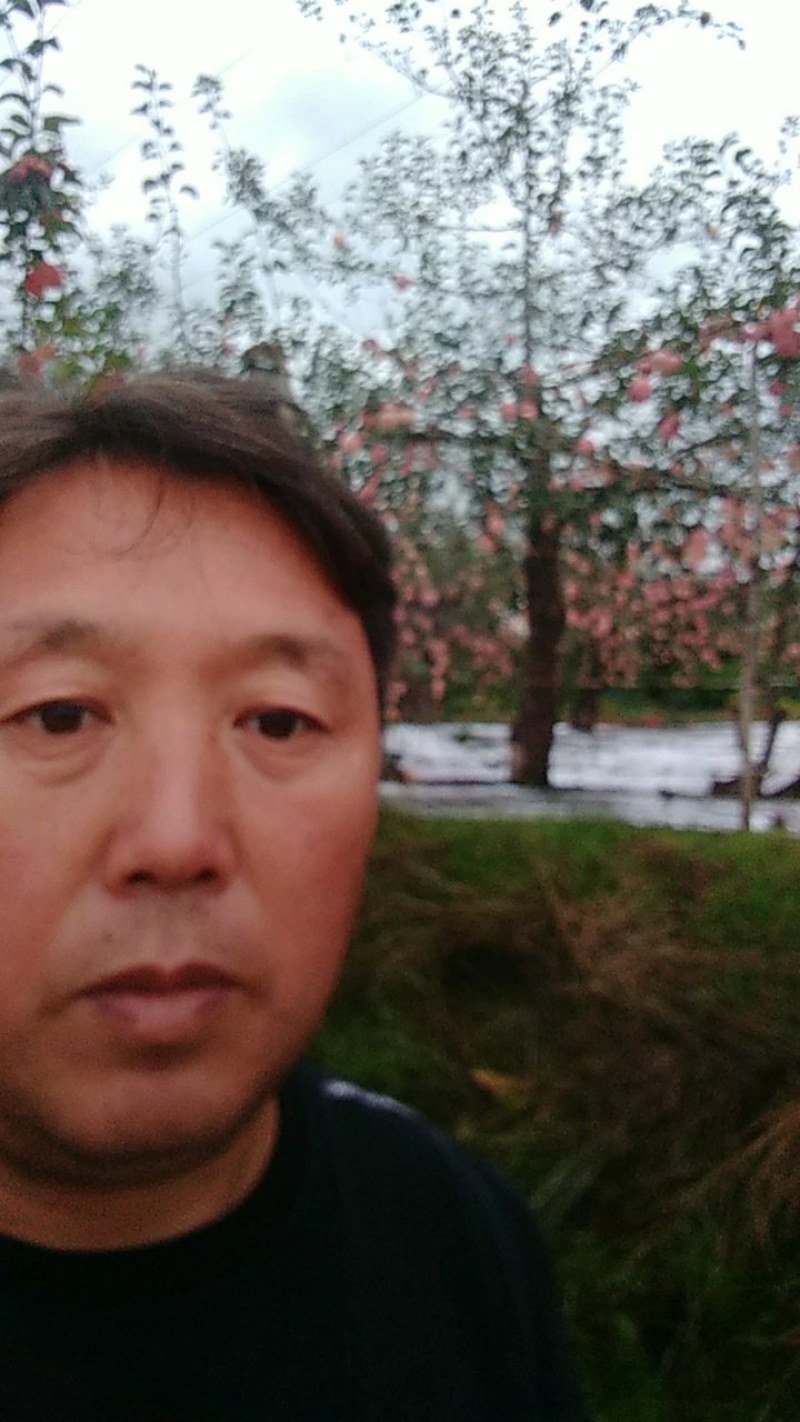 晚熟富士苹果开始大量上市