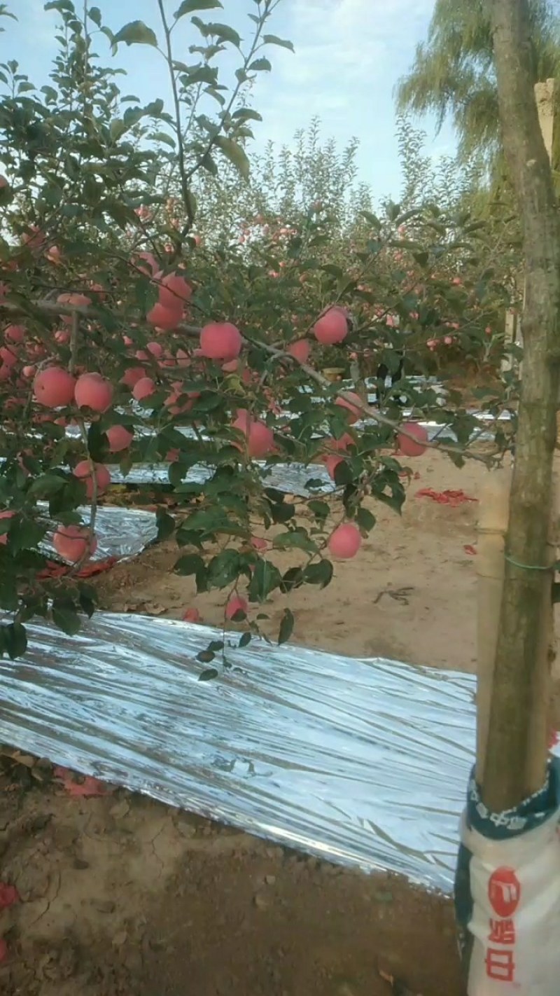 晚熟富士苹果开始大量上市