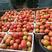 大量优质西红柿，精品313，诚信经营，质量保证，欢迎选购