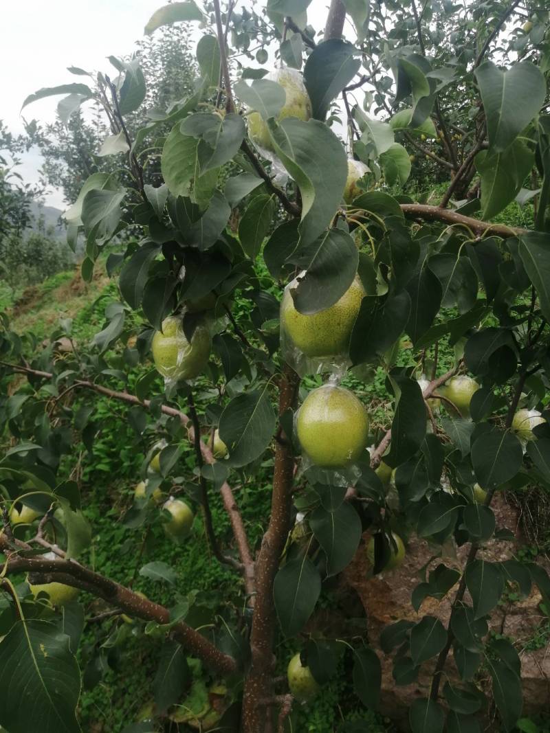 万亩皇冠梨果大个甜产地直发对接电商批发