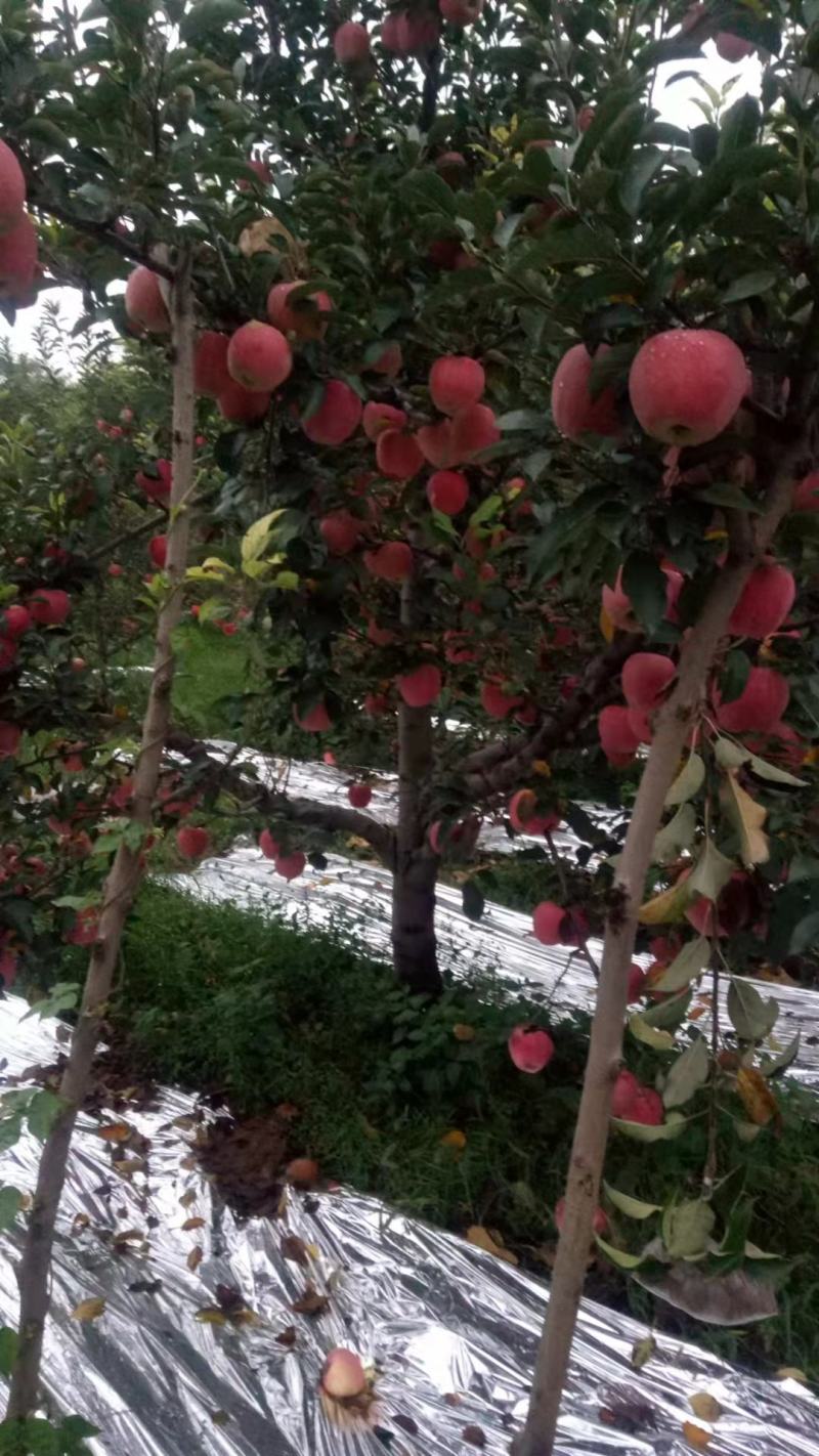 纸袋中秋王