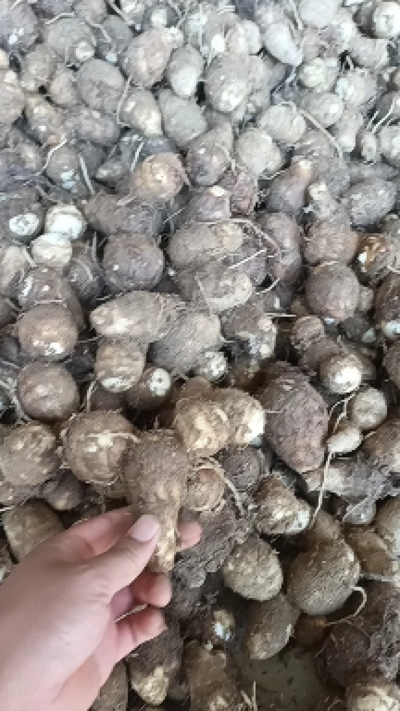 包成活提供技术指导货发全国价格优惠