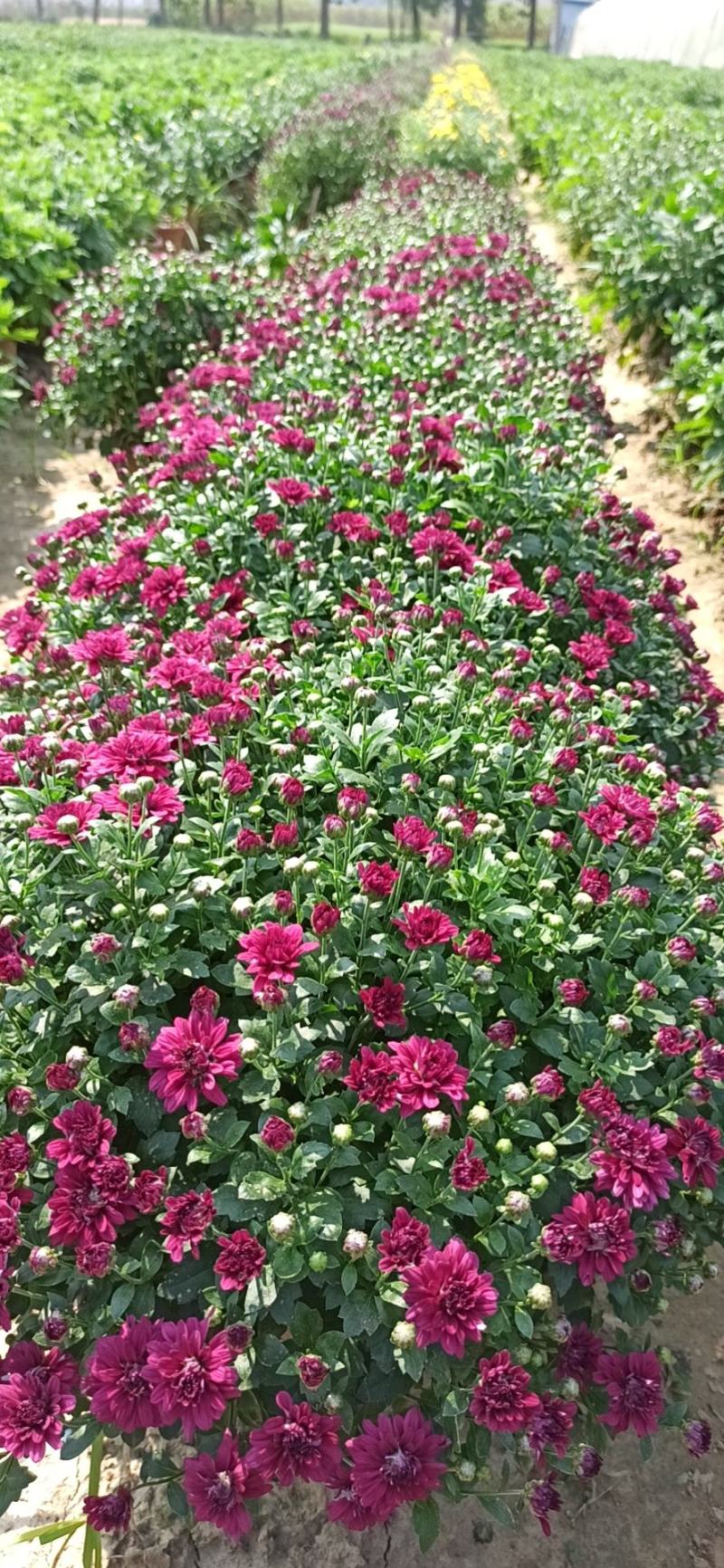 菊花观赏菊，千头菊乒乓菊国庆菊黄菊花等等花卉盆景