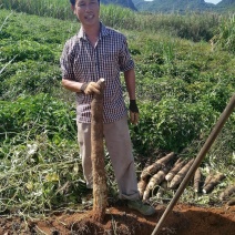 大量广西黑鬼山药产地直销想要的朋友请联系我