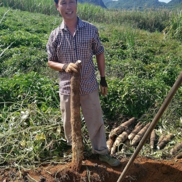 大量广西黑鬼山药产地直销想要的朋友请联系我