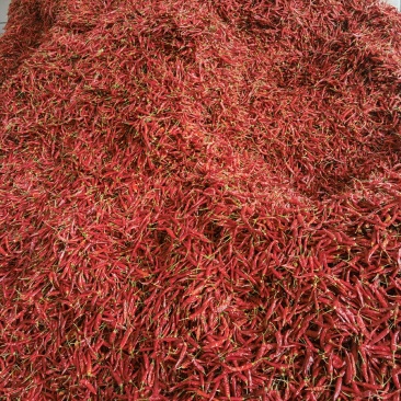 贵州小辣椒精品大量上市可接工厂市场电商食堂可来电