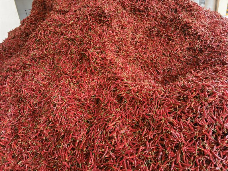 贵州小辣椒精品大量上市可接工厂市场电商食堂可来电