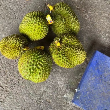 金枕榴莲