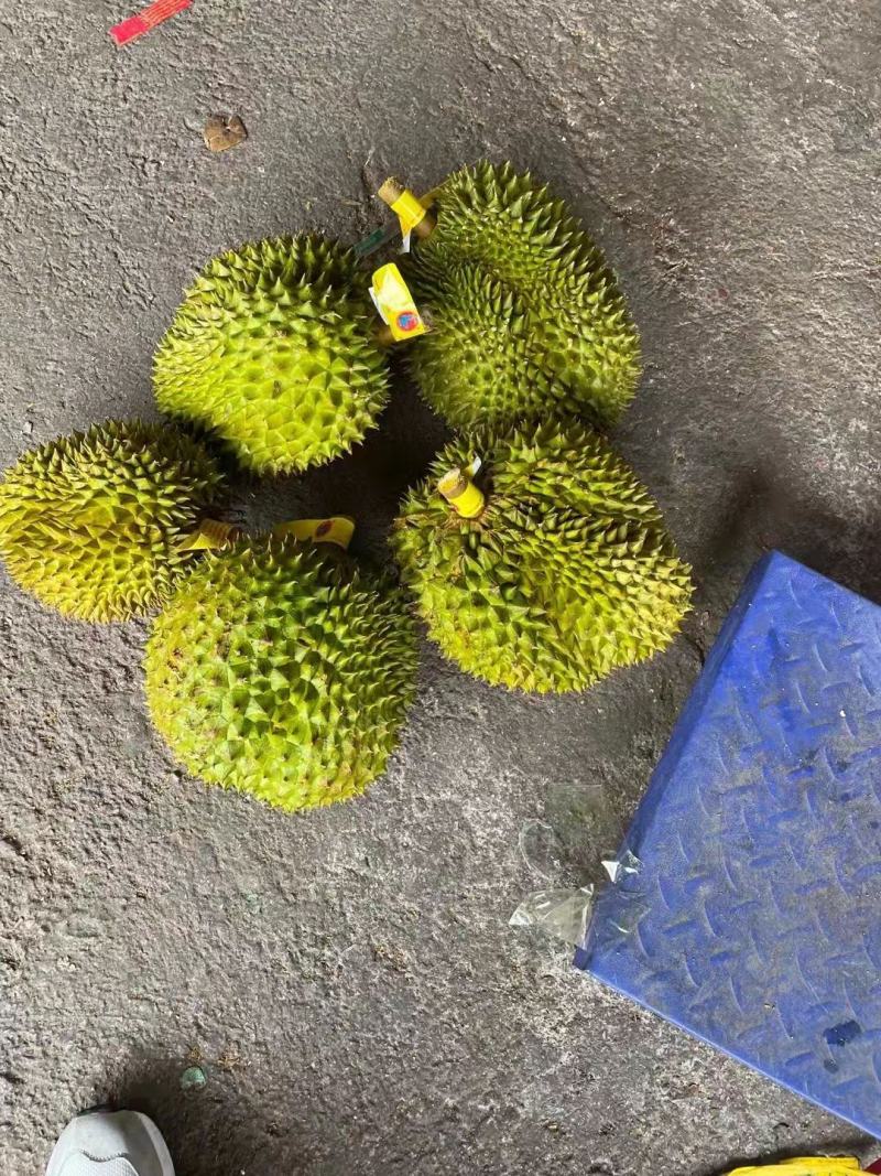 金枕榴莲