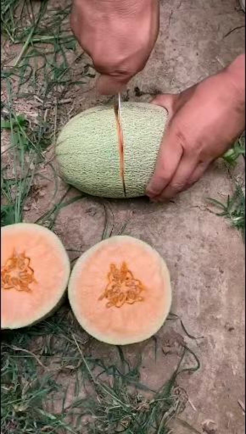 哈蜜瓜批发晓蜜25大量供货，产地直发，保质保量