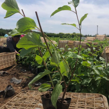 红瑞木30/50/70/80规格齐全成活率高价格优惠精品