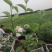 红瑞木30/50/70/80规格齐全成活率高价格优惠精品