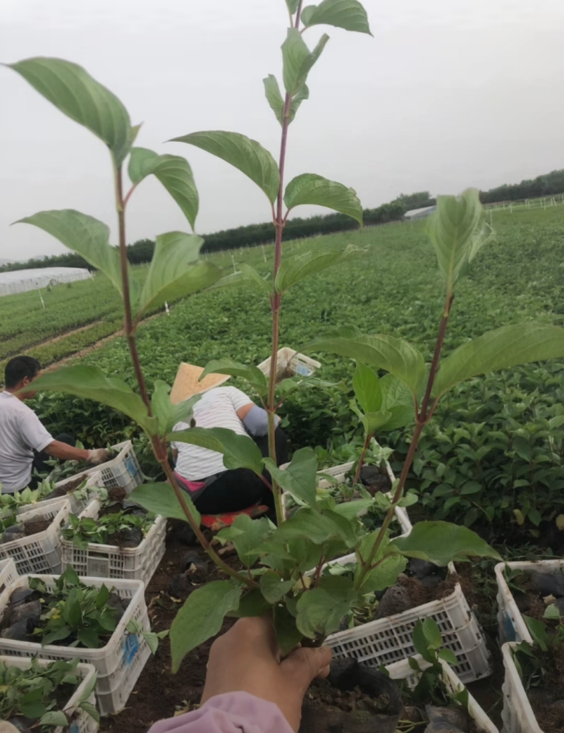 红瑞木30/50/70/80规格齐全成活率高价格优惠精品