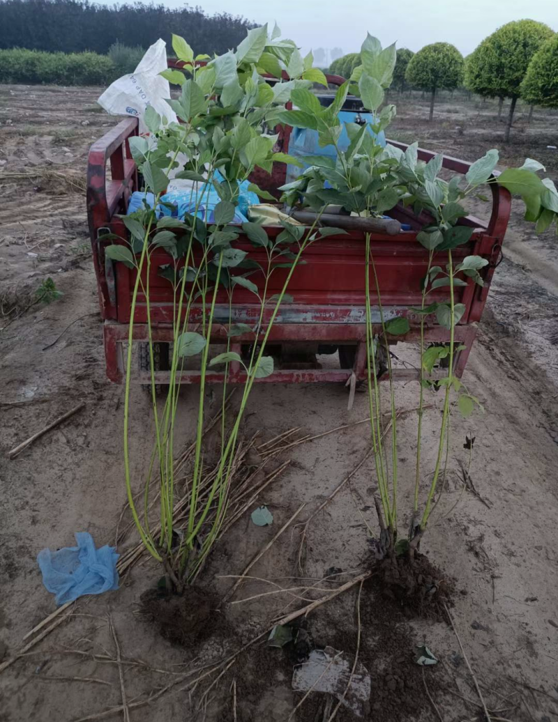 红瑞木30/50/70/80规格齐全成活率高价格优惠精品