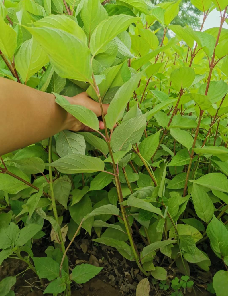 红瑞木30/50/70/80规格齐全成活率高价格优惠精品