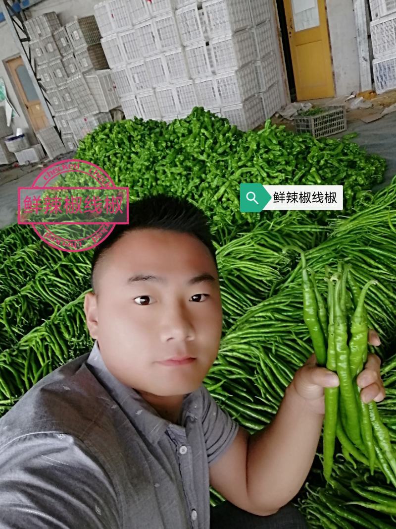 鲜辣椒优质线椒原产地供应超市直供，电商供应基地