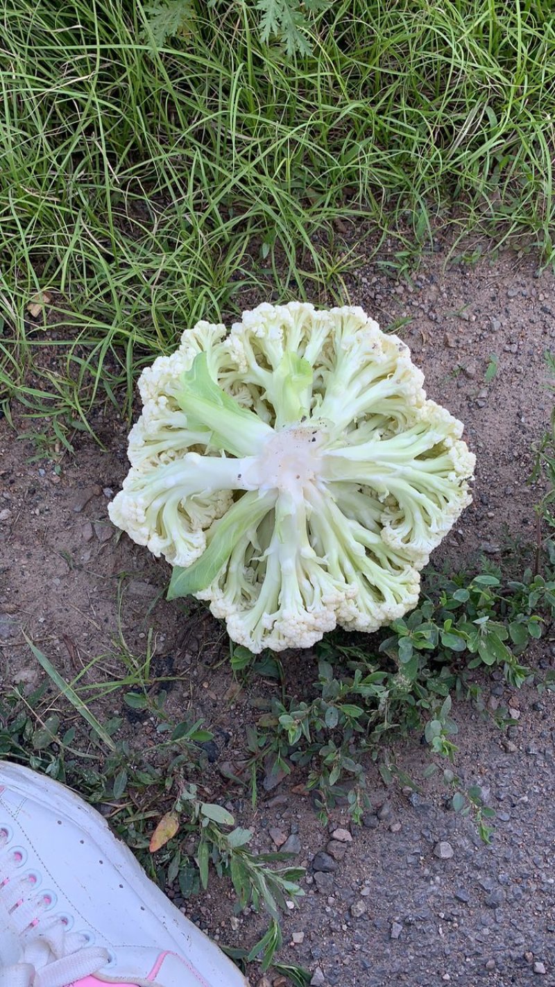 精品有机花散花，大量下货，嘎嘎白，