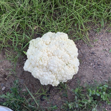 精品有机花散花，大量下货，嘎嘎白，