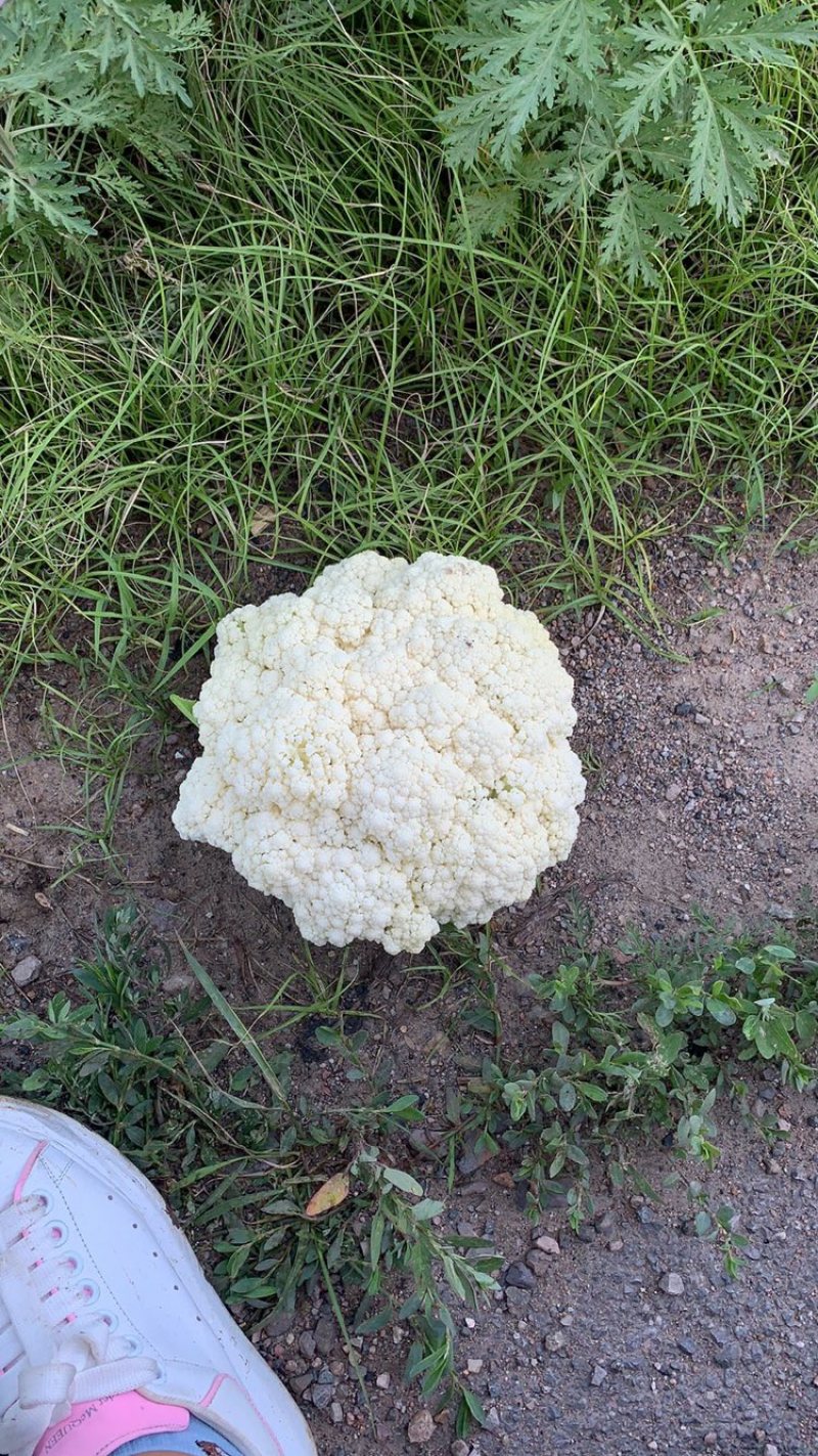 精品有机花散花，大量下货，嘎嘎白，