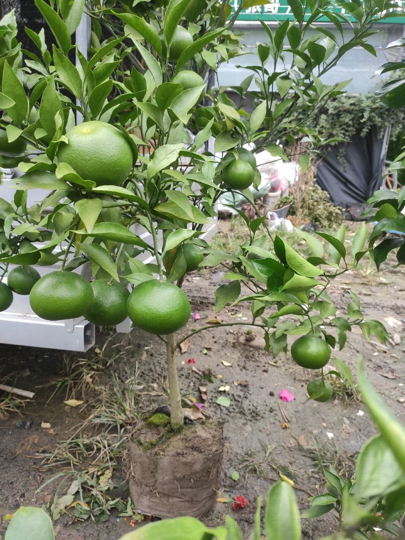 果树