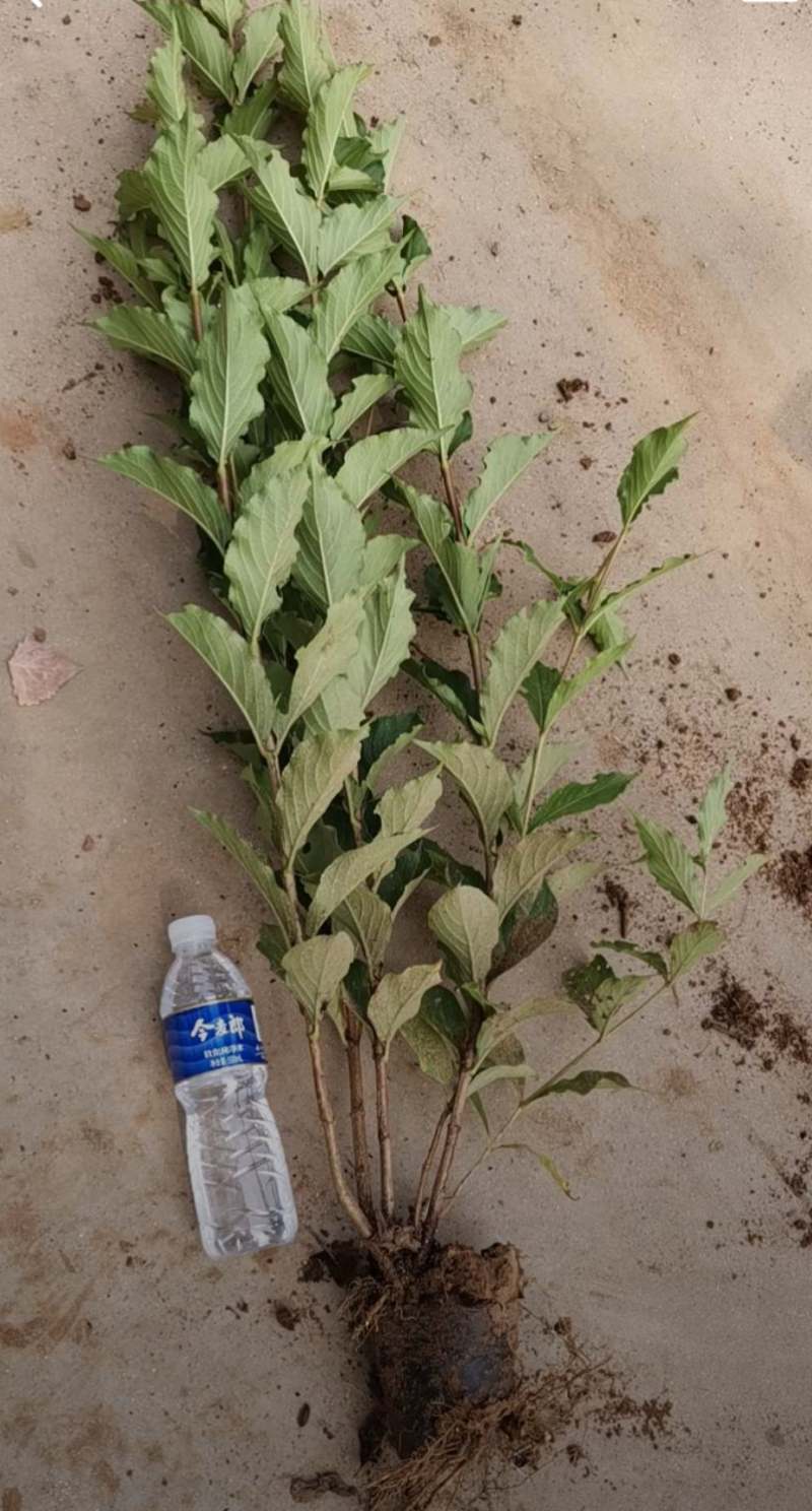 红王子锦带30/40/50/60规格齐全成活率高价格优惠