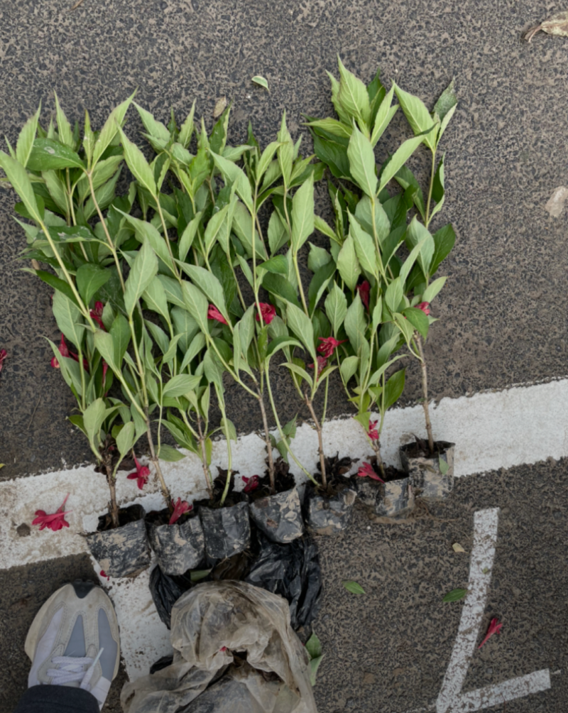 红王子锦带30/40/50/60规格齐全成活率高价格优惠