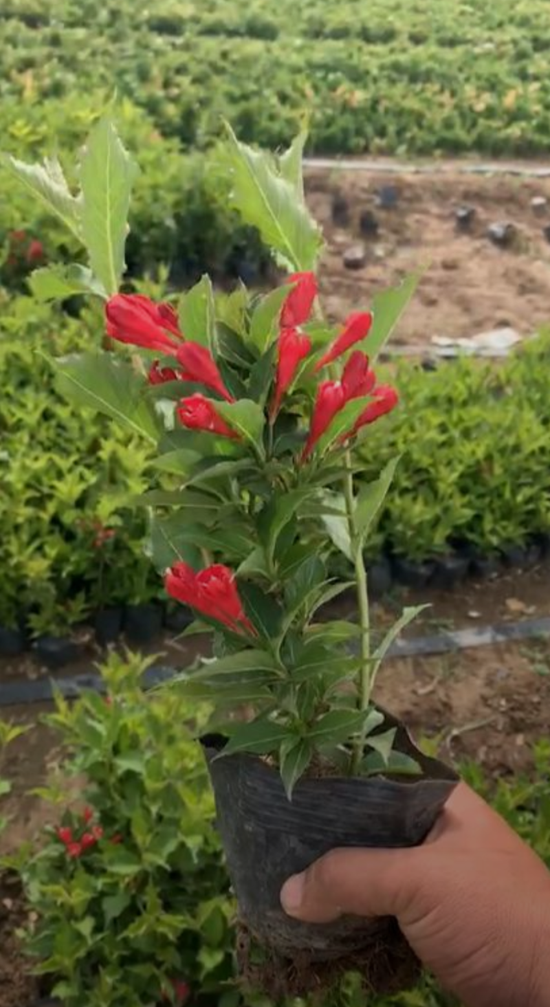 红王子锦带30/40/50/60规格齐全成活率高价格优惠