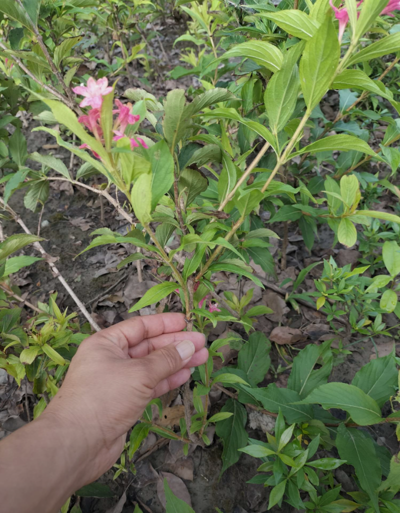 红王子锦带70/80/100/120规格齐全成活率高价格