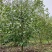 高低杆二乔玉兰，迎春玉兰
