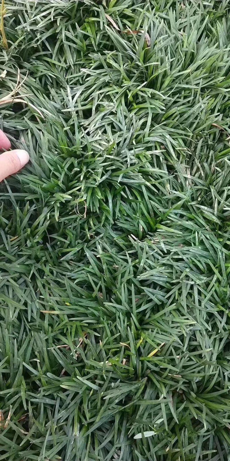 精品矮麦冬！玉龙草！基地直销量大供应中，无中间环节