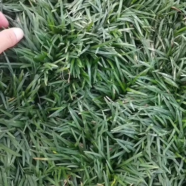 精品矮麦冬!玉龙草!基地直销量大供应中,无中间环节
