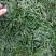 精品矮麦冬!玉龙草!基地直销量大供应中,无中间环节