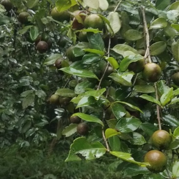 山茶油鲜果