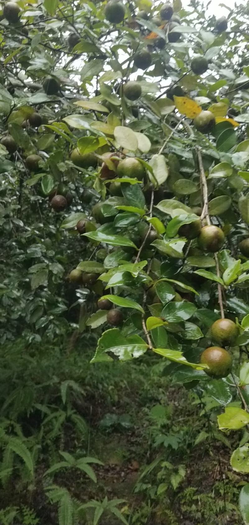 山茶油鲜果
