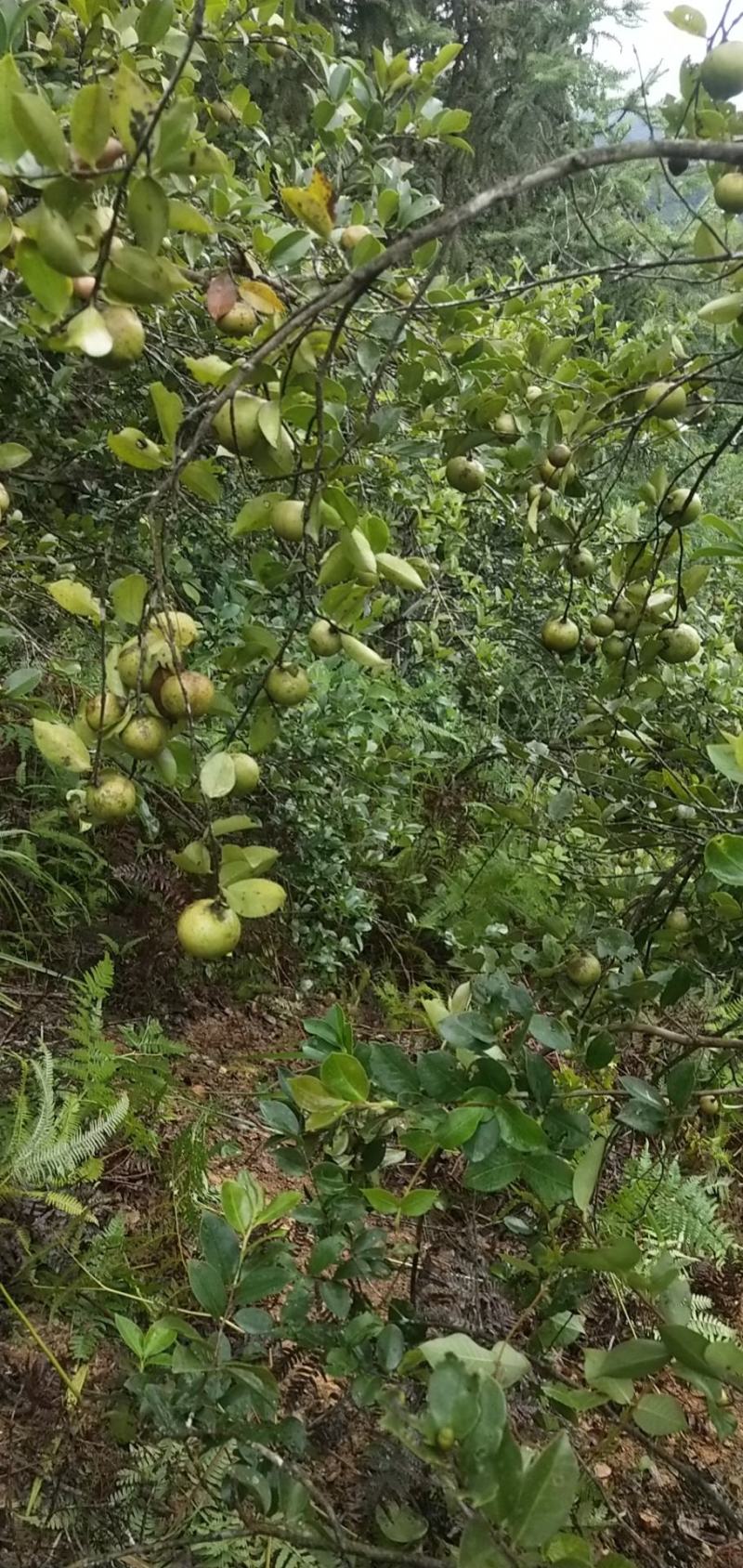 山茶油鲜果
