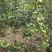 山茶油鲜果