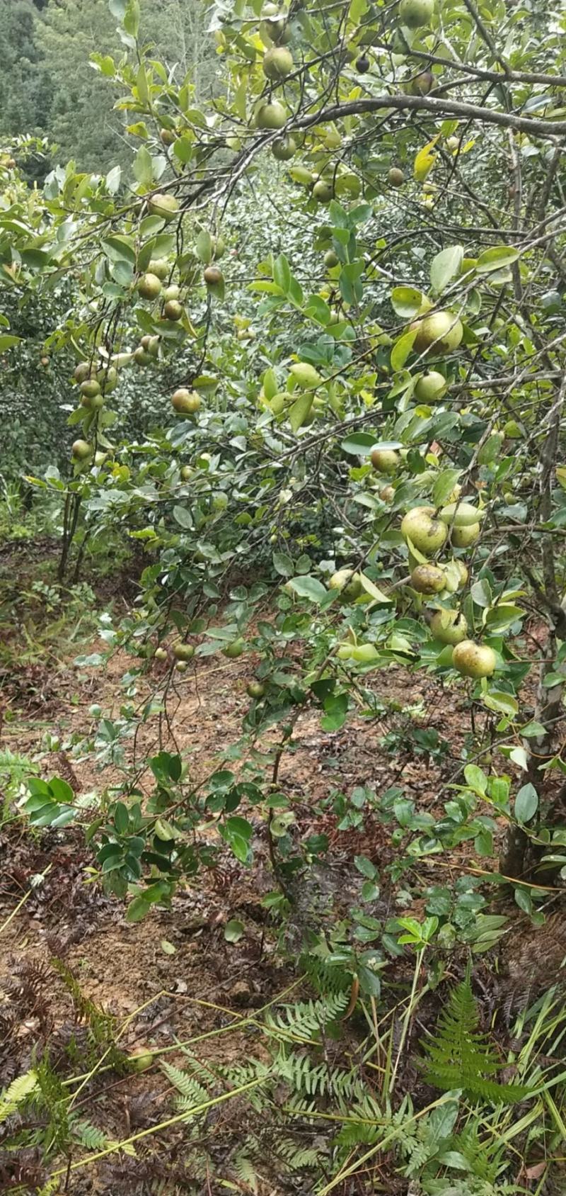 山茶油鲜果