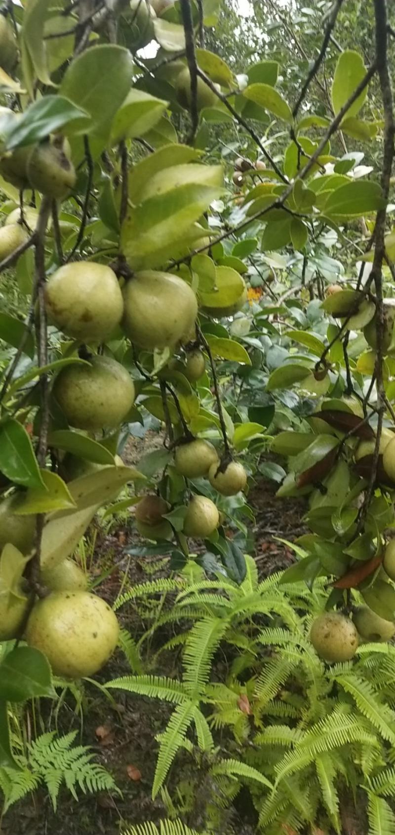 山茶油鲜果