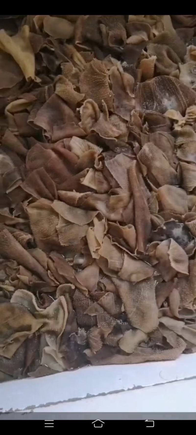毛肚叶片，不带底板纯叶片，用过都说好，价格合适，全国直发
