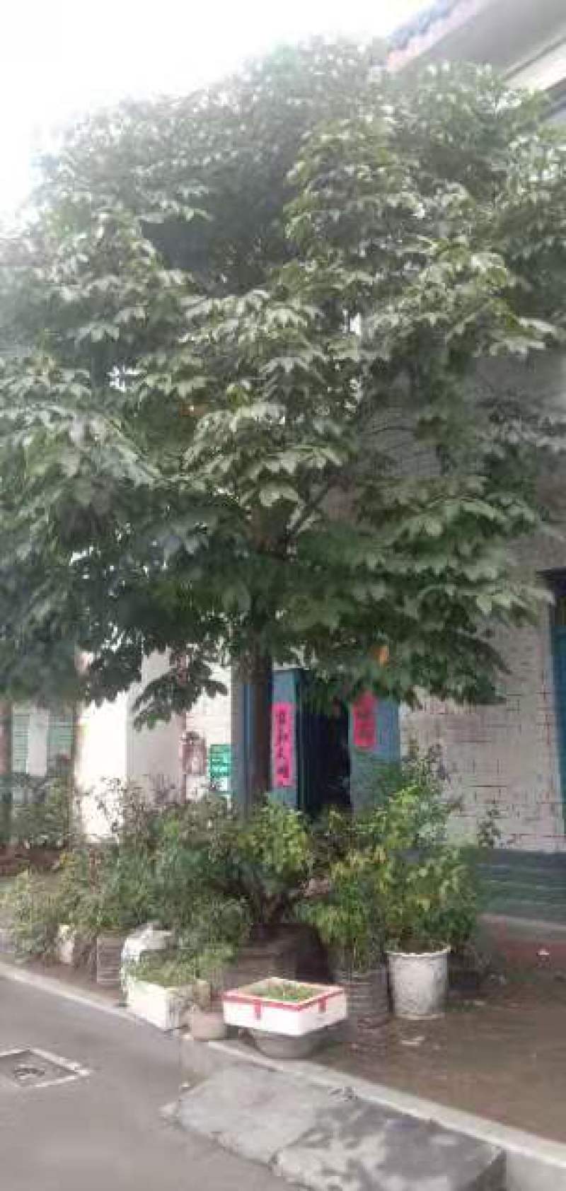 七叶树规格齐全，大小都有，农户一手货，价格低，品质有保障