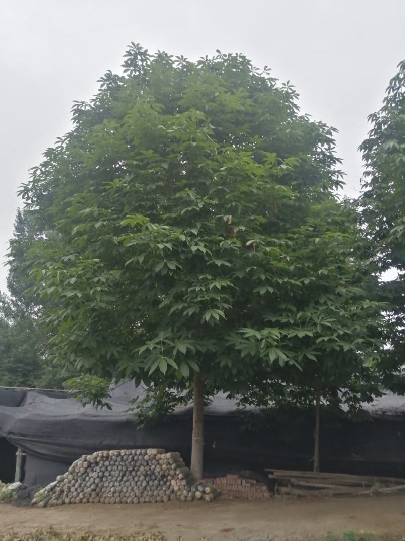 七叶树规格齐全，大小都有，农户一手货，价格低，品质有保障
