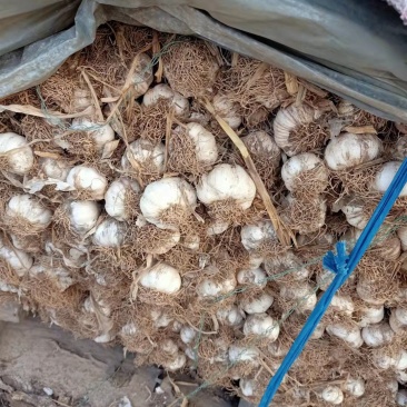 葱蒜类（安丘大蒜大量上市了）欢迎新老客户前来洽谈！
