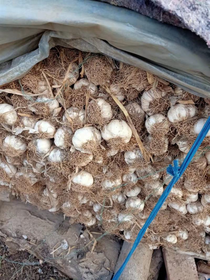 葱蒜类（安丘大蒜大量上市了）欢迎新老客户前来洽谈！