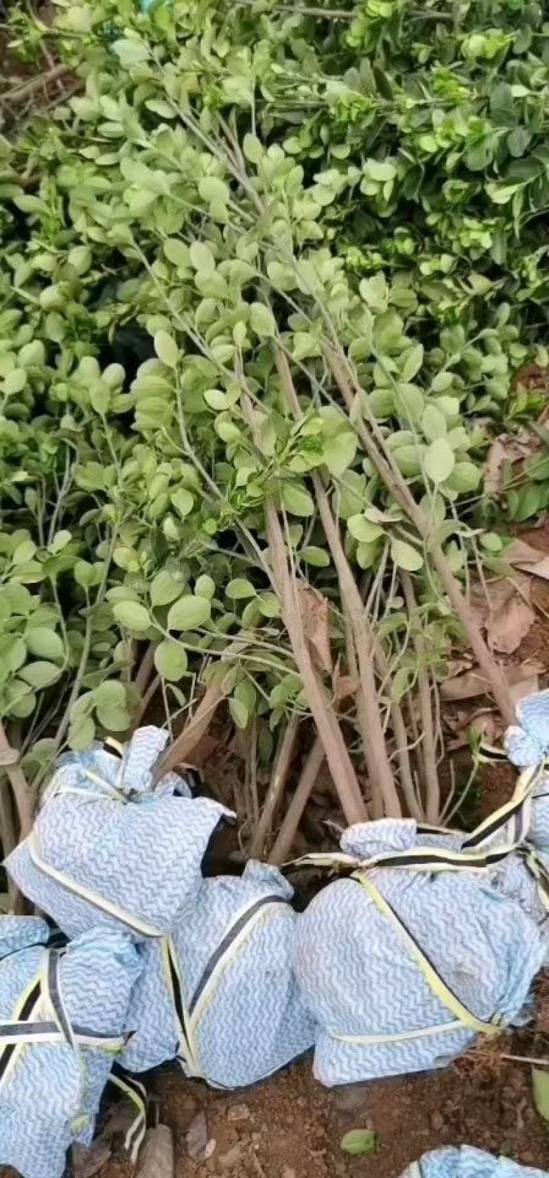 卫矛，高度25-40.规格齐全，量大从优，保质保量