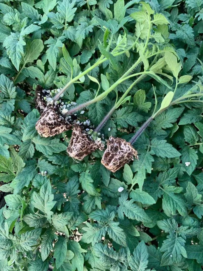 千禧樱桃西红柿苗粉红果小番茄苗果实椭圆形