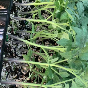 千禧樱桃西红柿苗粉红果小番茄苗果实椭圆形
