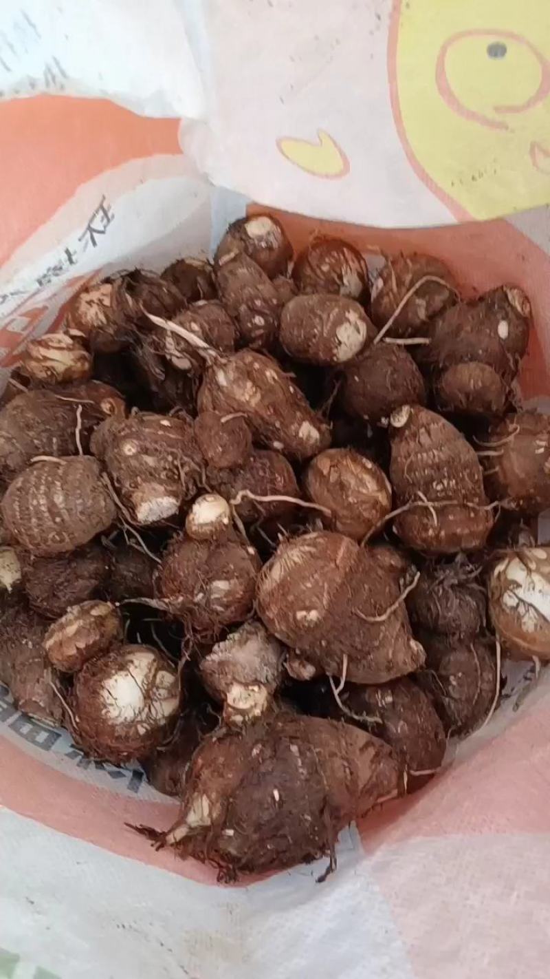 江苏毛芋头、按需分拣、各种规格、全国物流发货、