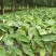 江苏毛芋头、按需分拣、各种规格、全国物流发货、