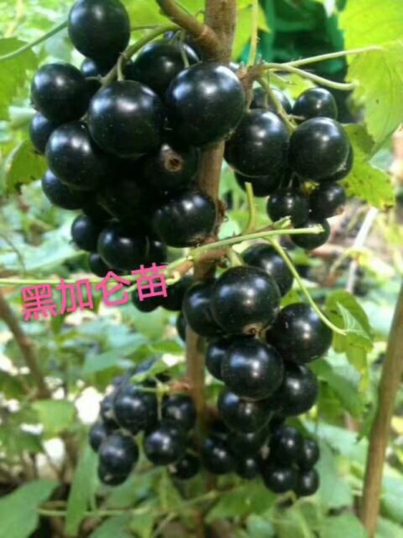 代叉树葡萄黑加仑苗两年结果苗